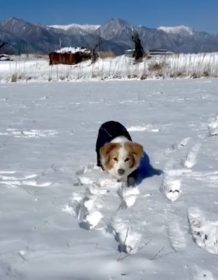 雪玉を狙うのあさん