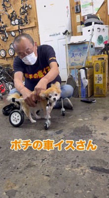 車椅子に乗ってカメラを見つめる犬