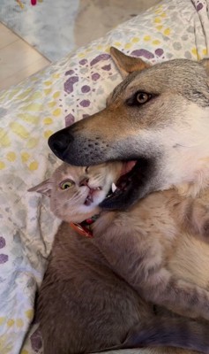 ワゾウスキくん&マイキーくん⑩