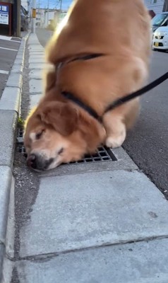 排水溝を愛するモッシュくん8