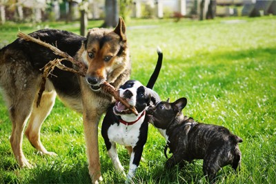 棒で遊ぶ犬たち