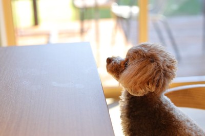 テーブルの向こうから見つめるトイプードル