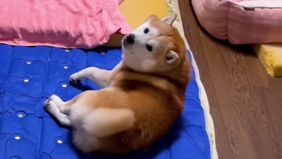 愛犬の昼寝中に帰宅したら…