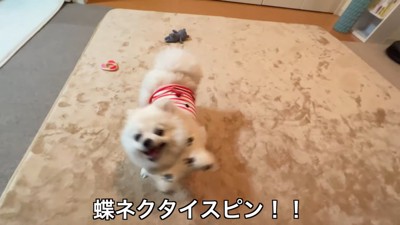 おもちゃをぶら下げるペコちゃん8