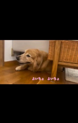 雷が怖いハルちゃん、お父さんが帰宅したら…7