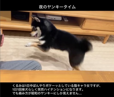 ヤンキーのように絡むくるみちゃん