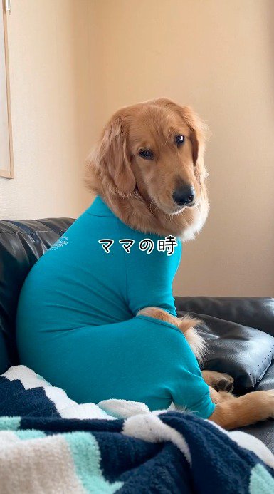 女性を見つめる犬