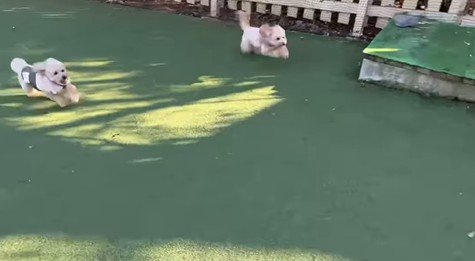 茶々丸くんのハプニング2