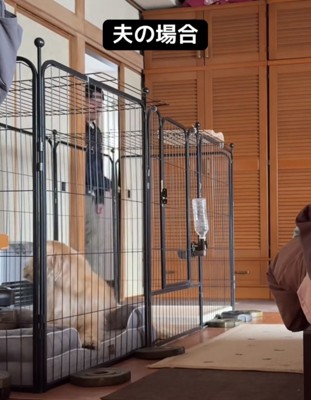 入ってきた人を見る犬