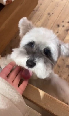 お迎えを喜ぶトトちゃん2