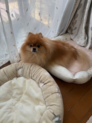 つくねちゃんは番犬として大活躍!