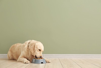 ご飯を食べる大型犬