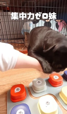 飼い主の制止を振り切ってボタンを押そうとする妹犬