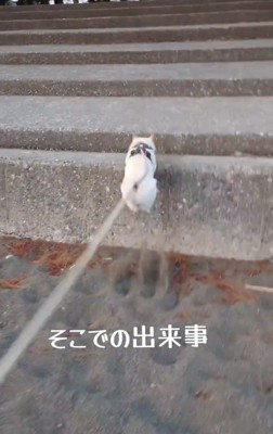 ジャンプするワンコ