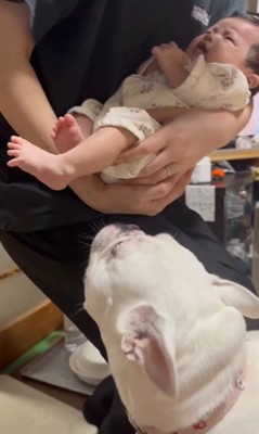 コロちゃんと赤ちゃんの初対面4