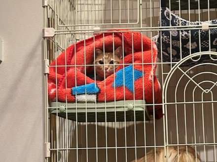 ルパンちゃんは困惑顔