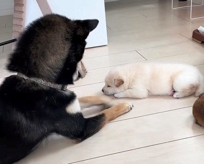 伸ばした前足をギリギリで止めている犬