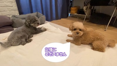 意地悪するゆずくんVS仕返しするぽん太くん3