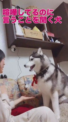 飼い主の合図でお座りをする犬