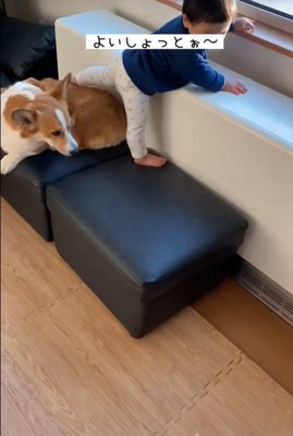 男の子が段差を降りる時のサクくん4