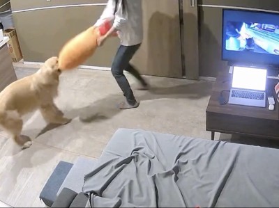 仕事の妨害、大成功！