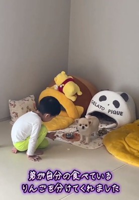 飼い主さんを見るうにちゃん