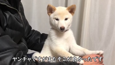 見つめる犬