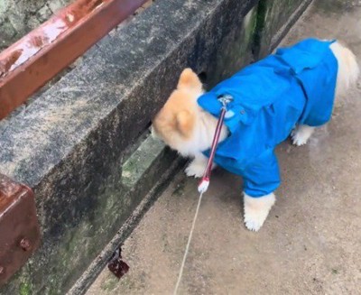 橋の隙間から川を眺める犬