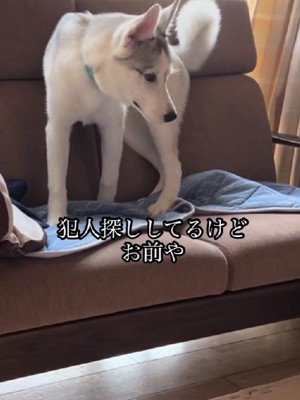 「誰がやったの…!」