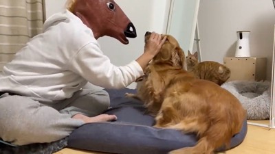 男性に抑えられる犬