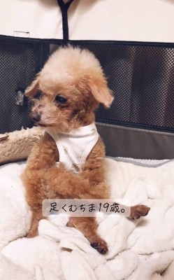 足を組むちまちゃん