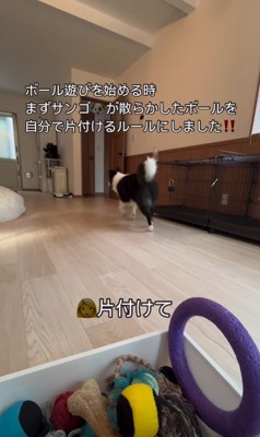 ボールを片付けるサンゴくん4