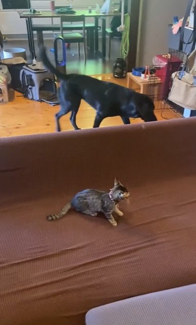 ソファーに逃げる子猫と歩いて向かってくるラブラドールレトリバー