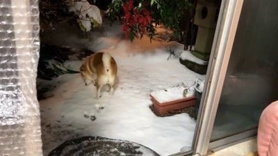 庭に出た犬