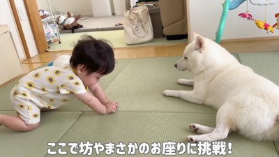 お座りをお披露目