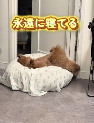 お出迎えよりお昼寝重視♡