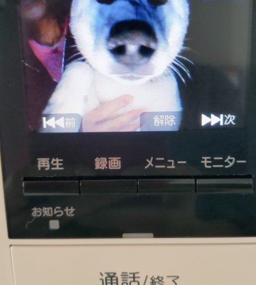 愛犬が写されいた