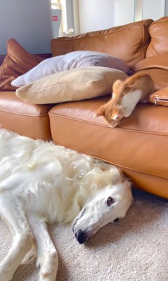 構ってほしそうにじーっ
