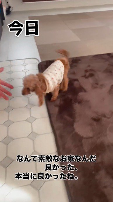 里親の家の床を歩く犬