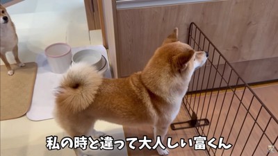 パパがご飯を準備したら…