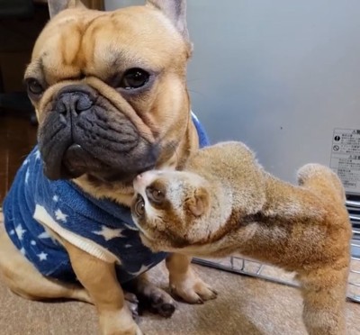 スローロリスに口元を舐められる犬