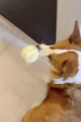 ボール遊び、再開！