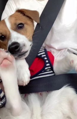 大人のわんこに!