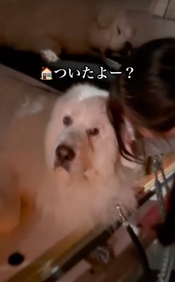 「おうち着いたよ」