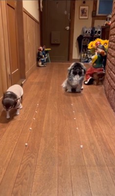 モブくんVSブフくんのオヤツ早食い競争7