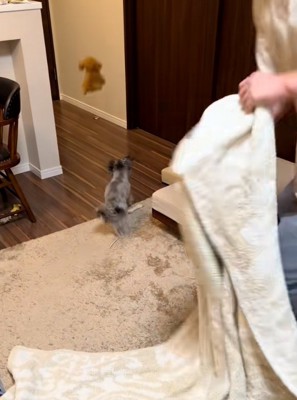 ぬいぐるみを投げるパパ