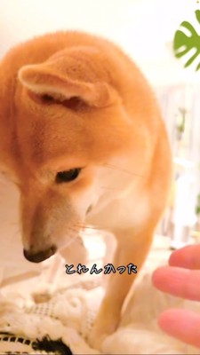 落ちた髪ゴムを見つめる豆柴