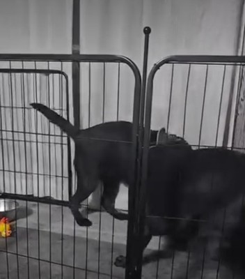 縄を取り合う犬5