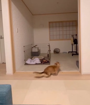 走り出す犬