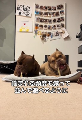 2匹の遊ぶ犬2